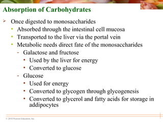 © 2010 Pearson Education, Inc.
Absorption of Carbohydrates
 Once digested to monosaccharides
• Absorbed through the intestinal cell mucosa
• Transported to the liver via the portal vein
• Metabolic needs direct fate of the monosaccharides
- Galactose and fructose
• Used by the liver for energy
• Converted to glucose
- Glucose
• Used for energy
• Converted to glycogen through glycogenesis
• Converted to glycerol and fatty acids for storage in
addipocytes
 