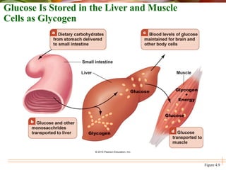 Figure 4.9
Glucose Is Stored in the Liver and Muscle
Cells as Glycogen
 