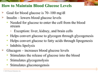 © 2010 Pearson Education, Inc.
How to Maintain Blood Glucose Levels
 Goal for blood glucose is 70–100 mg/dl
 Insulin – lowers blood glucose levels
• Needed for glucose to enter the cell from the blood
stream
- Exception: liver, kidney, and brain cells
• Helps convert glucose to glycogen through glycogenesis
• Helps convert glucose to fatty acids through lipogenesis
• Inhibits lipolysis
 Glucagon – increases blood glucose levels
• Stimulates the release of glucose into the blood
• Stimulates glycogenolysis
• Stimulates gluconeogensis
 