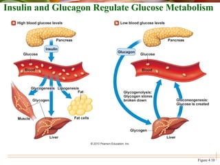 Figure 4.10
Insulin and Glucagon Regulate Glucose Metabolism
 