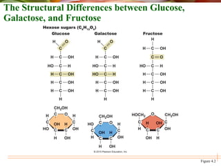 Figure 4.2
The Structural Differences between Glucose,
Galactose, and Fructose
 