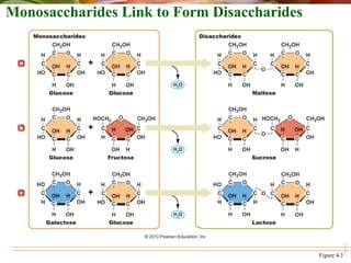 Figure 4.3
Monosaccharides Link to Form Disaccharides
 