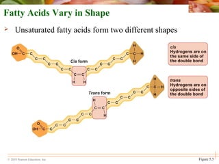 © 2010 Pearson Education, Inc. Figure 5.5
Fatty Acids Vary in Shape
 Unsaturated fatty acids form two different shapes
 