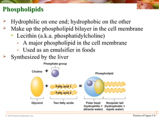 © 2010 Pearson Education, Inc.
 Hydrophilic on one end; hydrophobic on the other
 Make up the phospholipid bilayer in the cell membrane
• Lecithin (a.k.a. phosphatidylcholine)
- A major phospholipid in the cell membrane
- Used as an emulsifier in foods
 Synthesized by the liver
Phospholipids
Portion of Figure 5.8
 