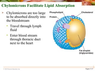 © 2010 Pearson Education, Inc. Figure 5.15
Chylomicrons Facilitate Lipid Absorption
 Chylomicrons are too large
to be absorbed directly into
the bloodstream
• Travel through lymph
fluid
• Enter blood stream
through thoracic duct
next to the heart
 