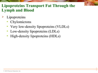 © 2010 Pearson Education, Inc.
Lipoproteins Transport Fat Through the
Lymph and Blood
 Lipoproteins
• Chylomicrons
• Very low-density lipoproteins (VLDLs)
• Low-density lipoproteins (LDLs)
• High-density lipoproteins (HDLs)
 