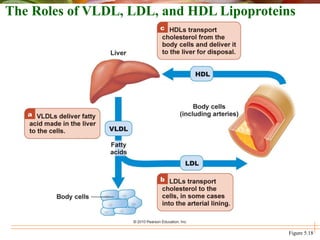 The Roles of VLDL, LDL, and HDL Lipoproteins
Figure 5.18
 
