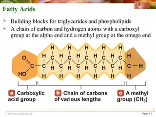 © 2010 Pearson Education, Inc.
Fatty Acids
 Building blocks for triglycerides and phospholipids
 A chain of carbon and hydrogen atoms with a carboxyl
group at the alpha end and a methyl group at the omega end
Figure 5.1
 