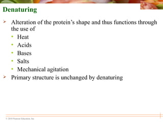 © 2010 Pearson Education, Inc.
Denaturing
 Alteration of the protein’s shape and thus functions through
the use of
• Heat
• Acids
• Bases
• Salts
• Mechanical agitation
 Primary structure is unchanged by denaturing
 