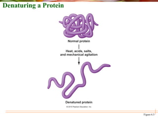 Denaturing a Protein
Figure 6.5
 