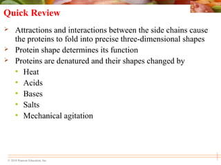 © 2010 Pearson Education, Inc.
Quick Review
 Attractions and interactions between the side chains cause
the proteins to fold into precise three-dimensional shapes
 Protein shape determines its function
 Proteins are denatured and their shapes changed by
• Heat
• Acids
• Bases
• Salts
• Mechanical agitation
 