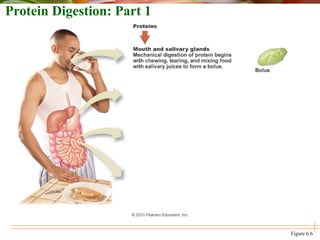 Protein Digestion: Part 1
Figure 6.6
 
