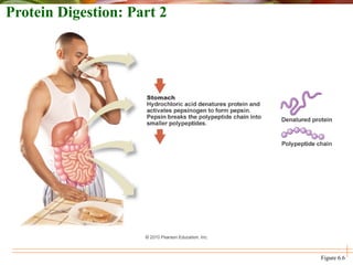 Protein Digestion: Part 2
Figure 6.6
 