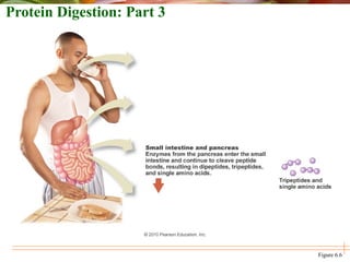 Protein Digestion: Part 3
Figure 6.6
 