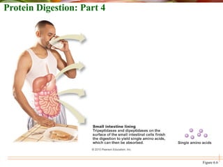 Protein Digestion: Part 4
Figure 6.6
 