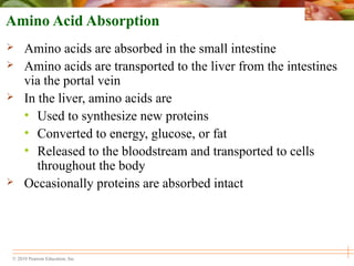 © 2010 Pearson Education, Inc.
Amino Acid Absorption
 Amino acids are absorbed in the small intestine
 Amino acids are transported to the liver from the intestines
via the portal vein
 In the liver, amino acids are
• Used to synthesize new proteins
• Converted to energy, glucose, or fat
• Released to the bloodstream and transported to cells
throughout the body
 Occasionally proteins are absorbed intact
 
