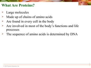 © 2010 Pearson Education, Inc.
What Are Proteins?
 Large molecules
 Made up of chains of amino acids
 Are found in every cell in the body
 Are involved in most of the body’s functions and life
processes
 The sequence of amino acids is determined by DNA
 