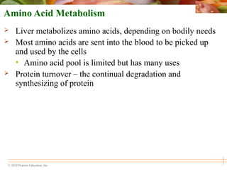 © 2010 Pearson Education, Inc.
Amino Acid Metabolism
 Liver metabolizes amino acids, depending on bodily needs
 Most amino acids are sent into the blood to be picked up
and used by the cells
• Amino acid pool is limited but has many uses
 Protein turnover – the continual degradation and
synthesizing of protein
 