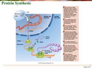 Protein Synthesis
Figure 6.8
 