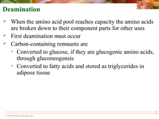 © 2010 Pearson Education, Inc.
Deamination
 When the amino acid pool reaches capacity the amino acids
are broken down to their component parts for other uses
 First deamination must occur
 Carbon-containing remnants are
• Converted to glucose, if they are glucogenic amino acids,
through gluconeogensis
• Converted to fatty acids and stored as triglycerides in
adipose tissue
 