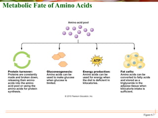 Metabolic Fate of Amino Acids
Figure 6.7
 