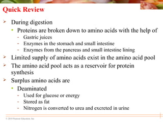 © 2010 Pearson Education, Inc.
Quick Review
 During digestion
• Proteins are broken down to amino acids with the help of
- Gastric juices
- Enzymes in the stomach and small intestine
- Enzymes from the pancreas and small intestine lining
 Limited supply of amino acids exist in the amino acid pool
 The amino acid pool acts as a reservoir for protein
synthesis
 Surplus amino acids are
• Deaminated
- Used for glucose or energy
- Stored as fat
- Nitrogen is converted to urea and excreted in urine
 