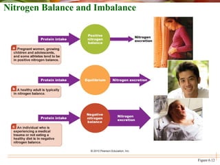 Nitrogen Balance and Imbalance
Figure 6.12
 