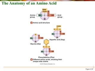 The Anatomy of an Amino Acid
Figure 6.2b
 