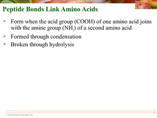 © 2010 Pearson Education, Inc.
Peptide Bonds Link Amino Acids
 Form when the acid group (COOH) of one amino acid joins
with the amine group (NH2) of a second amino acid
 Formed through condensation
 Broken through hydrolysis
 