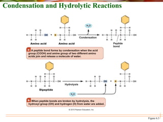 Condensation and Hydrolytic Reactions
Figure 6.3
 