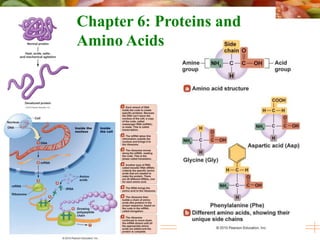 © 2010 Pearson Education, Inc.
Chapter 6: Proteins and
Amino Acids
 