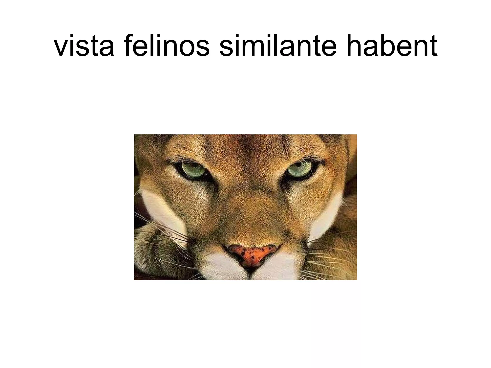 vista felinos similante habent 