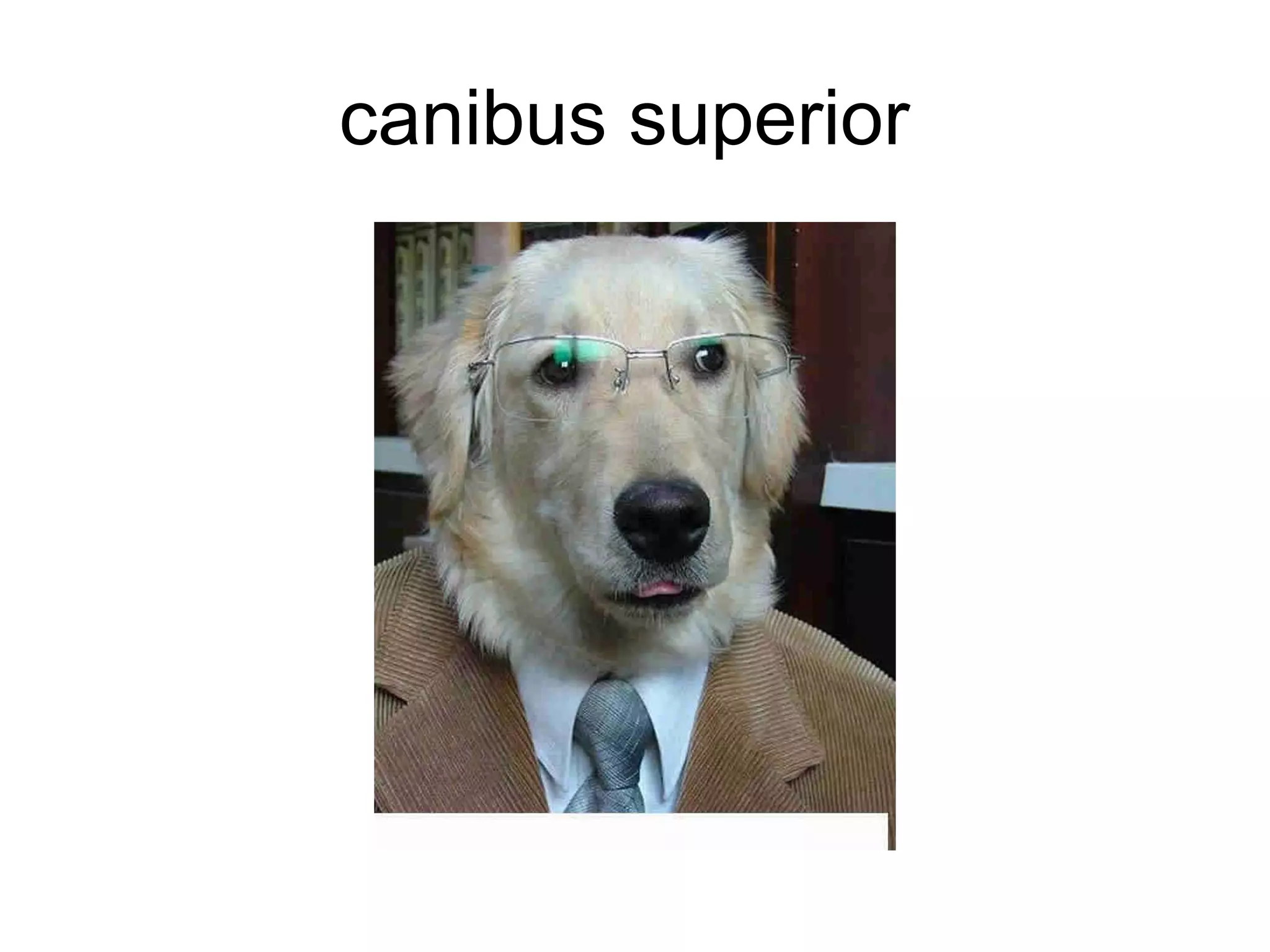 canibus superior  