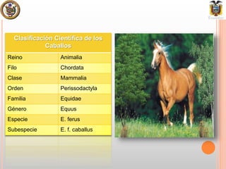 Clasificación Científica de los
Caballos
Reino Animalia
Filo Chordata
Clase Mammalia
Orden Perissodactyla
Familia Equidae
Género Equus
Especie E. ferus
Subespecie E. f. caballus
 