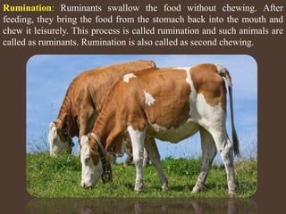 Rumination In Animals NUTRITION IN ANIMALS -2 (CLASS-VII) NCERT | PPTX