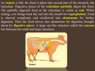 NUTRITION IN ANIMALS -2 (CLASS-VII) NCERT | PPTX