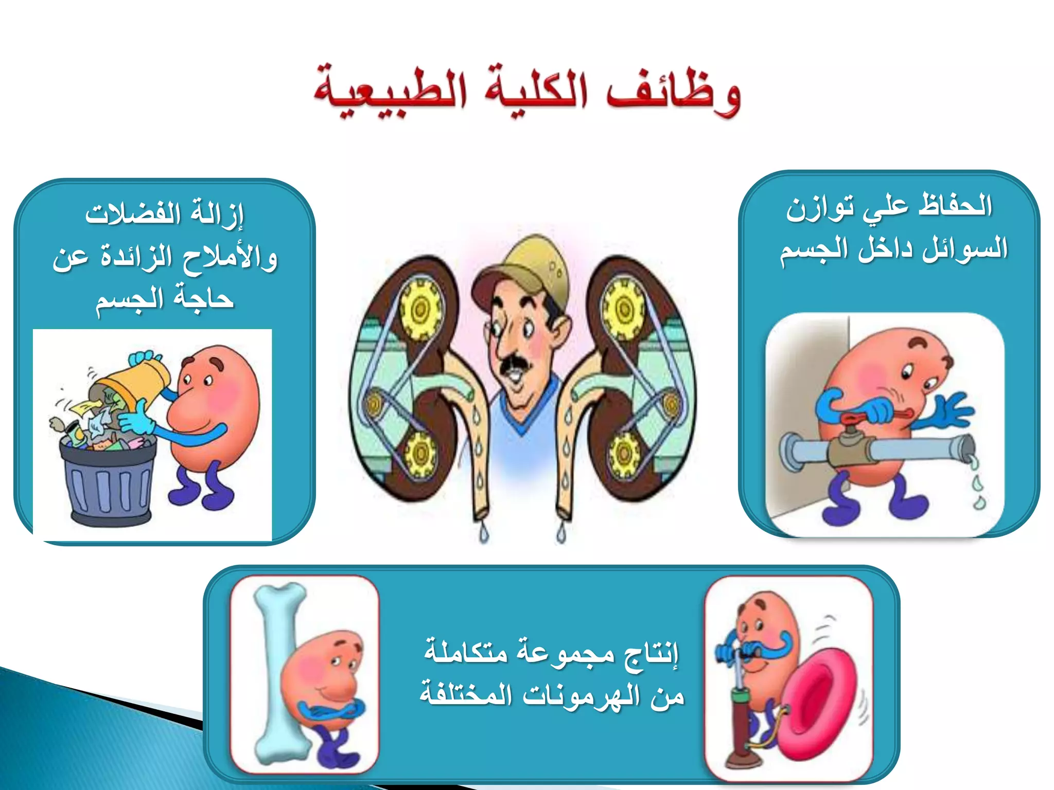 ‫متكاملة‬ ‫مجموعة‬ ‫إنتاج‬
‫المختلفة‬ ‫الهرمونات‬ ‫من‬
‫الفضالت‬ ‫إزالة‬
‫عن‬ ‫الزائدة‬ ‫واألمالح‬
‫الجسم‬ ‫حاجة‬
‫توازن‬ ‫علي‬ ‫الحفاظ‬
‫الجسم‬ ‫داخل‬ ‫السوائل‬
 