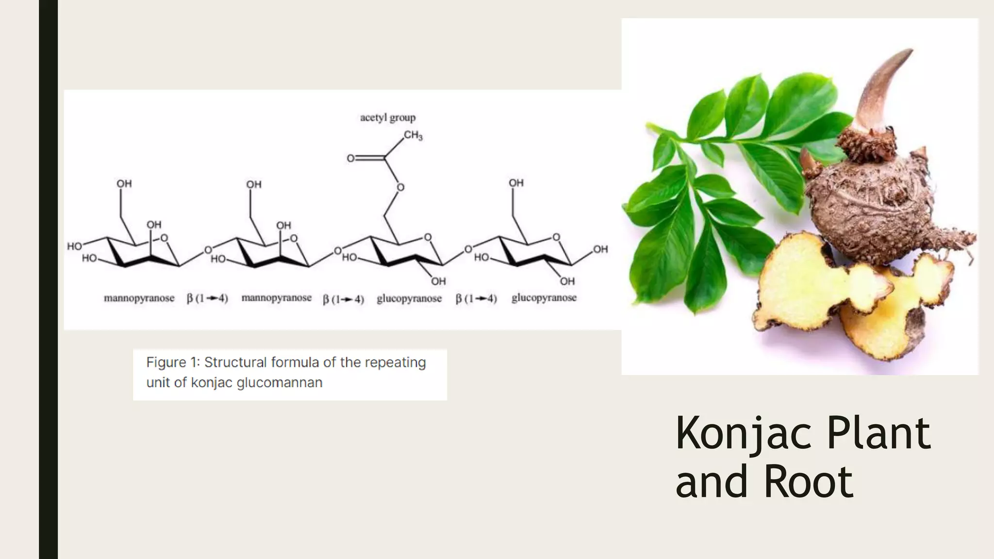 Konjac Plant
and Root
 