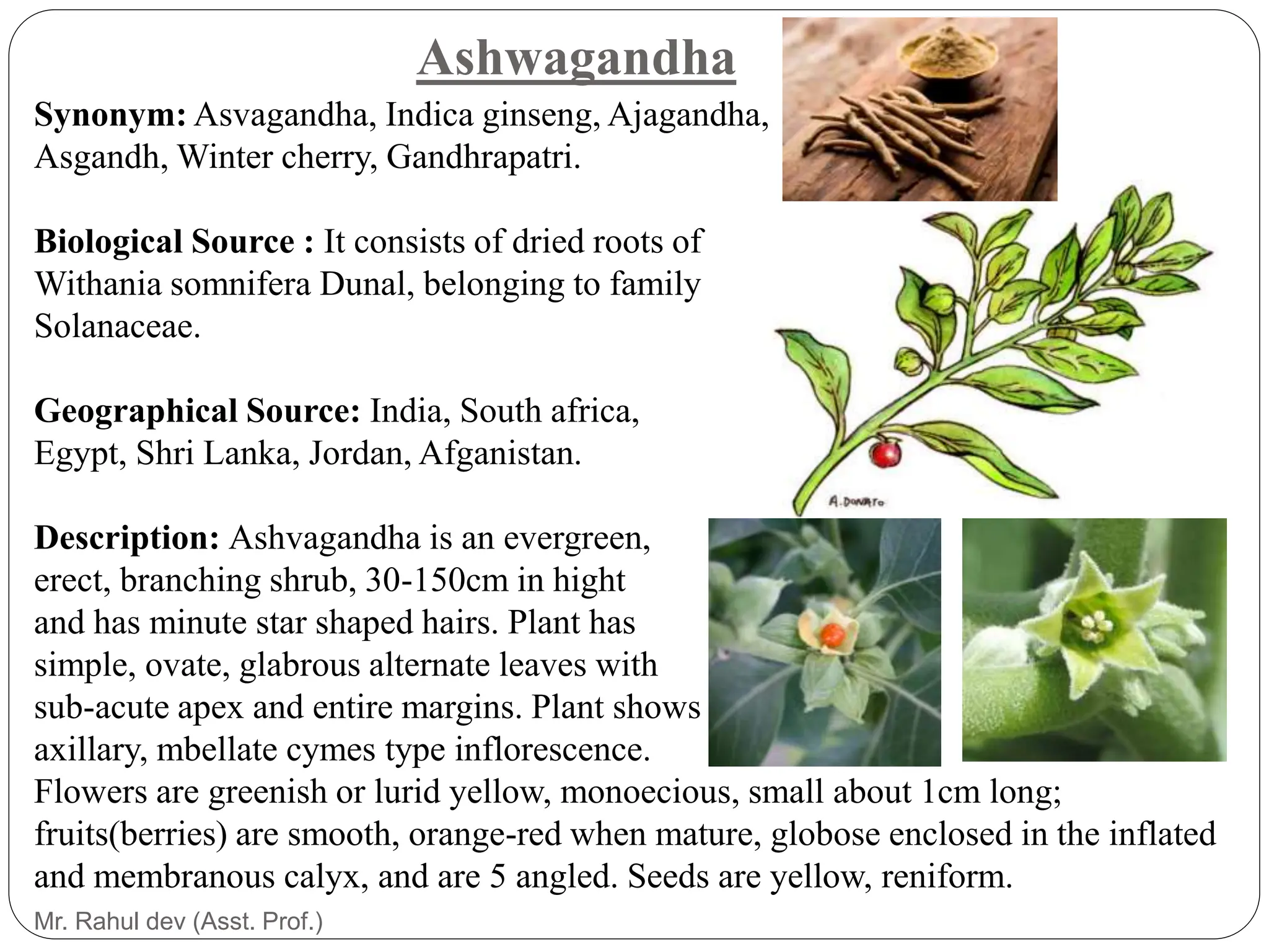 Herbs as Health Food, Herbal Drug Technology-6th semester.pptx