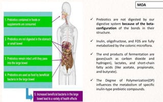  Prebiotics are not digested by our
digestive system because of the beta-
configuration of the bonds in their
structure.
 Inulin, oligofructose, and FOS are fully
metabolized by the colonic microflora.
 The end products of fermentation are
gases(such as carbon dioxide and
hydrogen), lactates, and short-chain
fatty acids (like acetate, propionate,
and butyrate).
 The Degree of Polymerization(DP)
influences the metabolism of specific
inulin-type prebiotic compounds.
MOA
 
