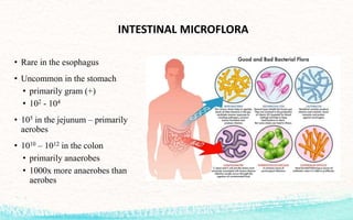 INTESTINAL MICROFLORA
• Rare in the esophagus
• Uncommon in the stomach
• primarily gram (+)
• 102 - 104
• 105 in the jejunum – primarily
aerobes
• 1010 – 1012 in the colon
• primarily anaerobes
• 1000x more anaerobes than
aerobes
 