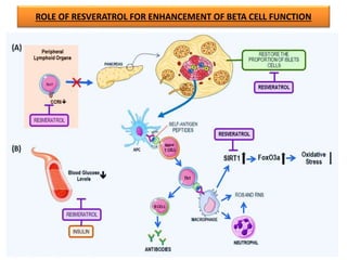ROLE OF RESVERATROL FOR ENHANCEMENT OF BETA CELL FUNCTION
 