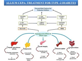ALLIUM CEPA: TREATMENT FOR TYPE -2 DIABETES
 