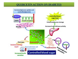 QUERCETIN ACTION ON DIABETES
 