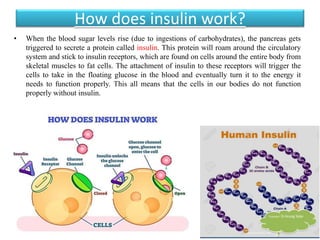 How does insulin work?
• When the blood sugar levels rise (due to ingestions of carbohydrates), the pancreas gets
triggered to secrete a protein called insulin. This protein will roam around the circulatory
system and stick to insulin receptors, which are found on cells around the entire body from
skeletal muscles to fat cells. The attachment of insulin to these receptors will trigger the
cells to take in the floating glucose in the blood and eventually turn it to the energy it
needs to function properly. This all means that the cells in our bodies do not function
properly without insulin.
 