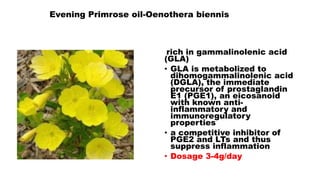 Evening Primrose oil-Oenothera biennis
rich in gammalinolenic acid
(GLA)
• GLA is metabolized to
dihomogammalinolenic acid
(DGLA), the immediate
precursor of prostaglandin
E1 (PGE1), an eicosanoid
with known anti-
inflammatory and
immunoregulatory
properties
• a competitive inhibitor of
PGE2 and LTs and thus
suppress inflammation
• Dosage 3-4g/day
 
