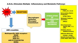 A.G.E.s Stimulate Multiple Inflammatory and Metabolic Pathways
AGEs RECEPTORS
Macrophages
Epithelial
Mesangial
Endothelium
AGE crosslinks
Multispecific AGE receptors
RAGE
AGE R-1
AGE R-2
AGE R-3-GALECTIN
MSRA
STIMULATION
OF
INFLAMMATION
AND
METABOLIC
PATHWAYS
Cytokines
(TNFa, IL-1, IL-6)
Extracellular Matrix
Production
(CTGF, TGFa)
Metabolic Pathway
Activation
(PKCa)
Gene Expression
(NFkB, ERK, 1, 2,
JNK)
Oxidative Stress
(NADPH Oxidase)
Adhesion Molecules
(VCAM-1, ICAM)
Growth Factors(TGFa,
CTGF, PDGF, VEGF, IGF-1
 