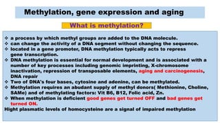 Methylation, gene expression and aging
What is methylation?
 a process by which methyl groups are added to the DNA molecule.
 can change the activity of a DNA segment without changing the sequence.
 located in a gene promoter, DNA methylation typically acts to repress
gene transcription.
 DNA methylation is essential for normal development and is associated with a
number of key processes including genomic imprinting, X-chromosome
inactivation, repression of transposable elements, aging and carcinogenesis,
DNA repair
 Two of DNA's four bases, cytosine and adenine, can be methylated.
 Methylation requires an abudant supply of methyl donors( Methionine, Choline,
SAMe) and of methylating factors: Vit B6, B12, Folic acid, Zn.
 When methylation is deficient good genes get turned OFF and bad genes get
turned ON.
Hight plasmatic levels of homocysteine are a signal of impaired methylation
 