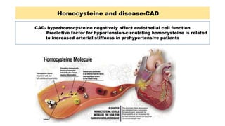 Homocysteine and disease-CAD
CAD- hyperhomocysteine negatively affect endothelial cell function
A Predictive factor for hypertension-circulating homocysteine is related
to increased arterial stiffness in prehypertensive patients
 