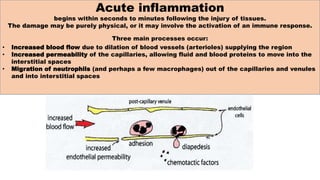 Acute inflammation
begins within seconds to minutes following the injury of tissues.
The damage may be purely physical, or it may involve the activation of an immune response.
Three main processes occur:
• Increased blood flow due to dilation of blood vessels (arterioles) supplying the region
• Increased permeability of the capillaries, allowing fluid and blood proteins to move into the
interstitial spaces
• Migration of neutrophils (and perhaps a few macrophages) out of the capillaries and venules
and into interstitial spaces
 